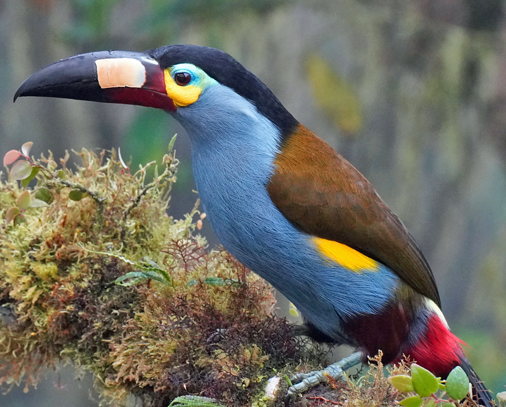 Side View — Andigena laminirostris Side profile of Andigena laminirostris perched on mossy branch, displaying chestnut wings, vivid yellow flank, and pale bill plate