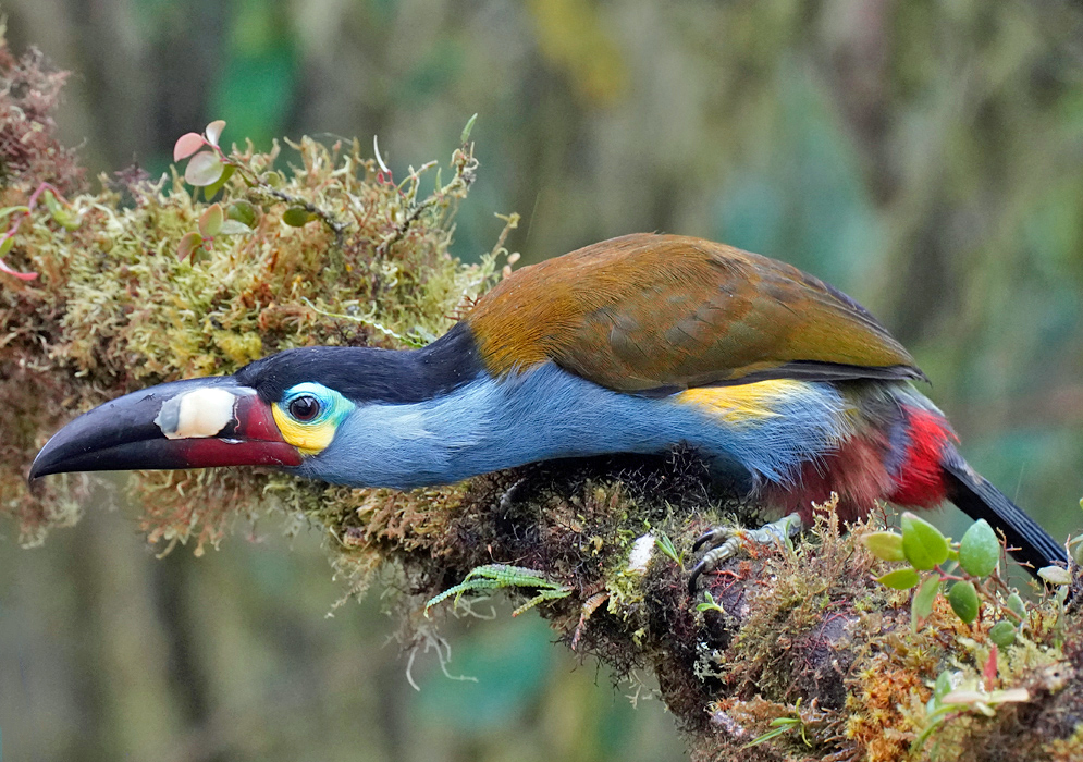 Alert Pose — Andigena laminirostris Plate-billed Mountain Toucan in crouched position on a moss-covered branch, highlighting vibrant tail and plumage