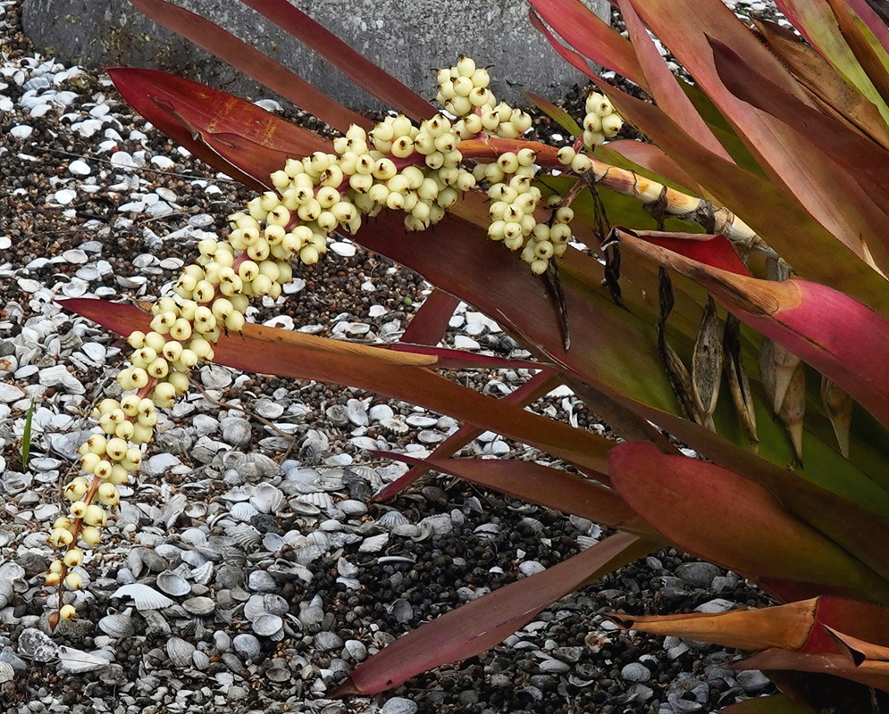 Androlaechmea O'Rourke has branching clusters of pale pink-tipped berries beside reddish sword-shaped leaves