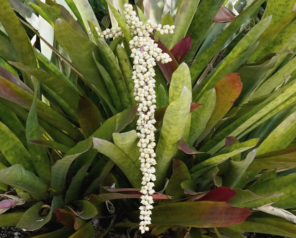 An Androlepis bromeliad bears a long upright cluster of small white flowers above overlapping leaves