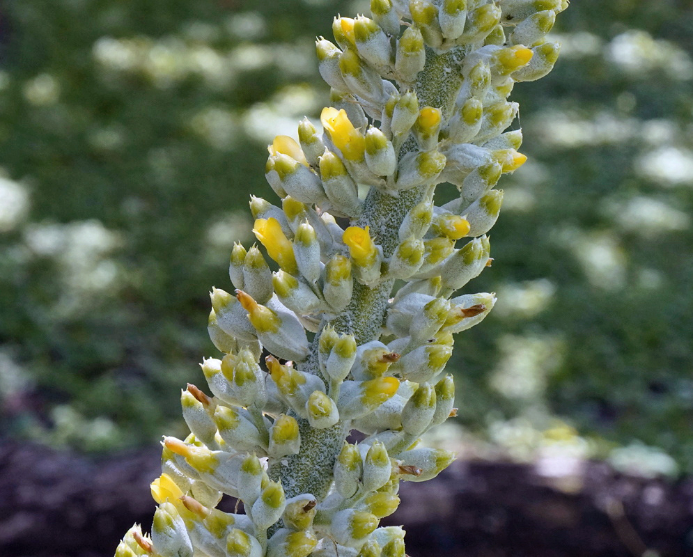 Androlepis skinneri has small yellow flowers opening among pale powdery buds on a dense upright cluster