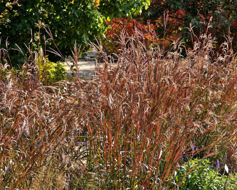 Andropogon gerardi Holy Smoke forms an upright clump of reddish foliage with branching grass flower spikes