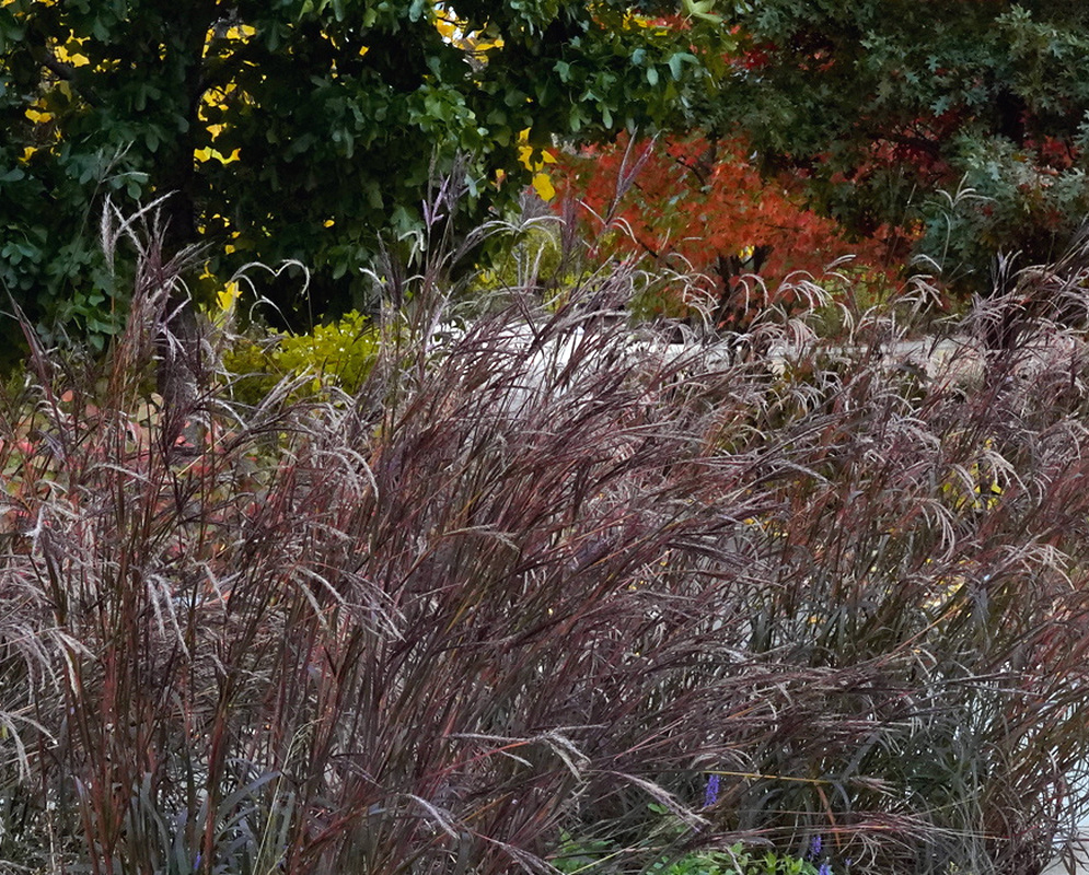 Andropogon gerardi Holy Smoke Smoky Purple Foliage Andropogon gerardi Holy Smoke has a broad clump of smoky purple grass foliage in a garden planting