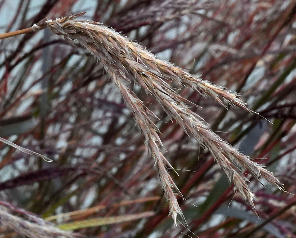 Andropogon gerardi Holy Smoke Flower Spike Detail Andropogon gerardi Holy Smoke has close branching flower spikes with pale hairs against reddish grass stems