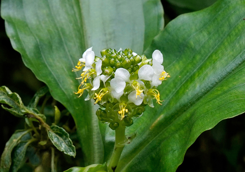 Aneilema umbrosum White Flower Cluste A compact cluster of small white flowers with yellow stamens emerging from green buds, framed by large lance-shaped leaves