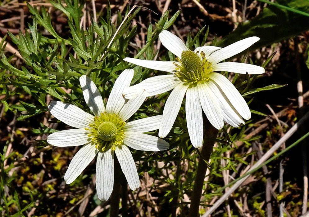 Close-up of two open anemone decapetala flowers with white elongated petals and greenish-yellow centers, surrounded by finely divided green foliage