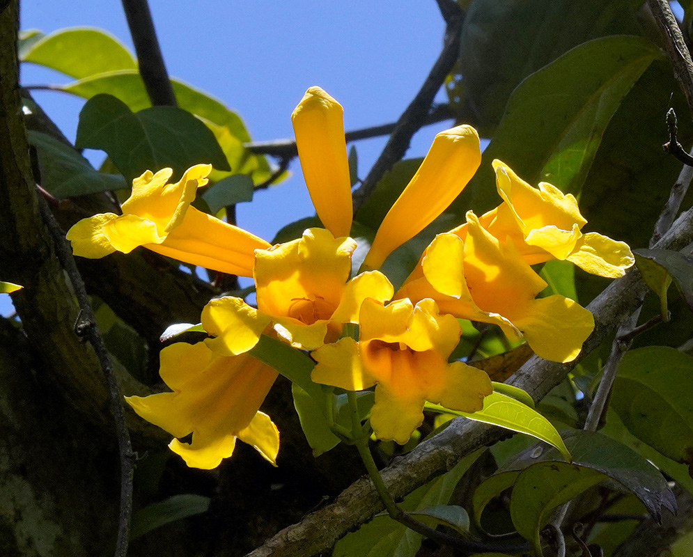 A radiant cluster of Anemopaegma chrysanthum trumpet-shaped flowers glows in the sun, featuring flared golden petals with a tubular structure