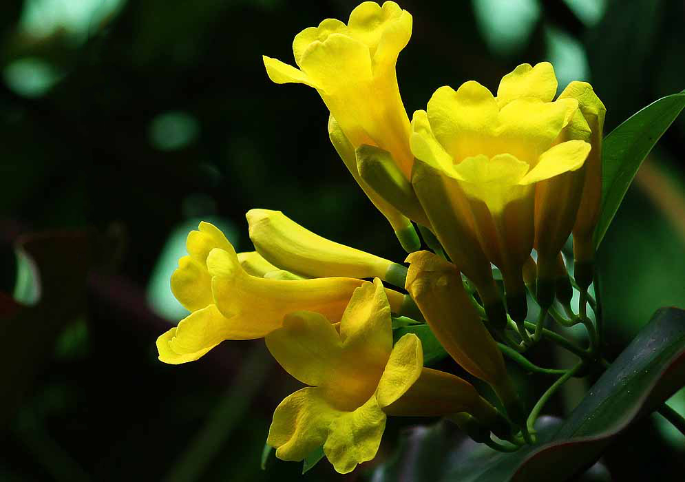Anemopaegma longidens yellow flowers in sunlight