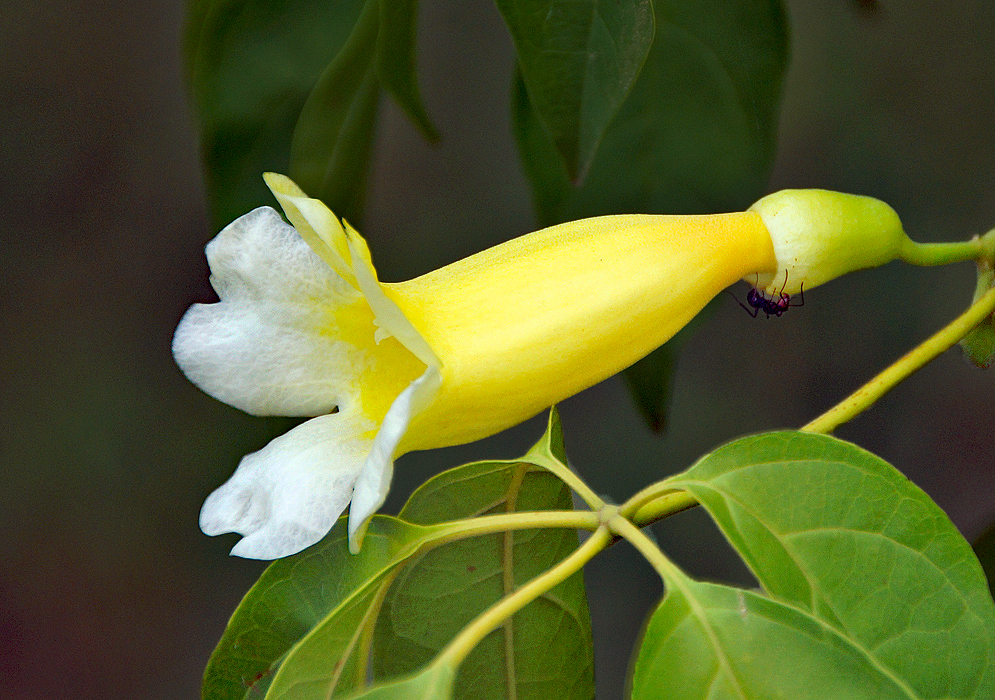 A side view of a yellow trumpet shaped Anemopaegma orbiculatum flower with white petals