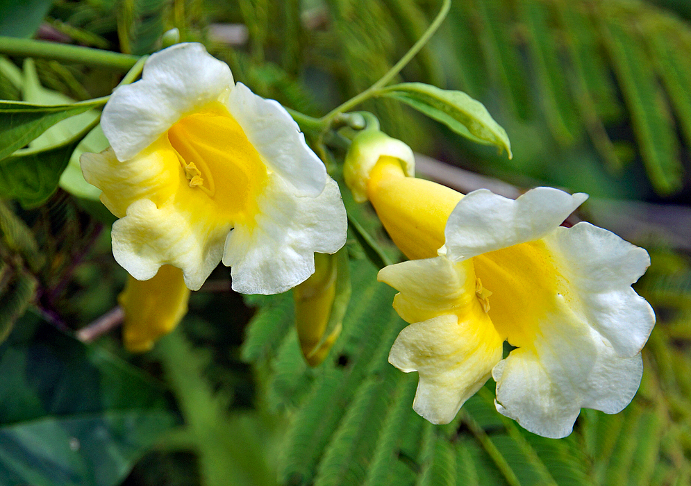 Two trumpet shaped Anemopaegma orbiculatum flowers with white petals and a yellow throat