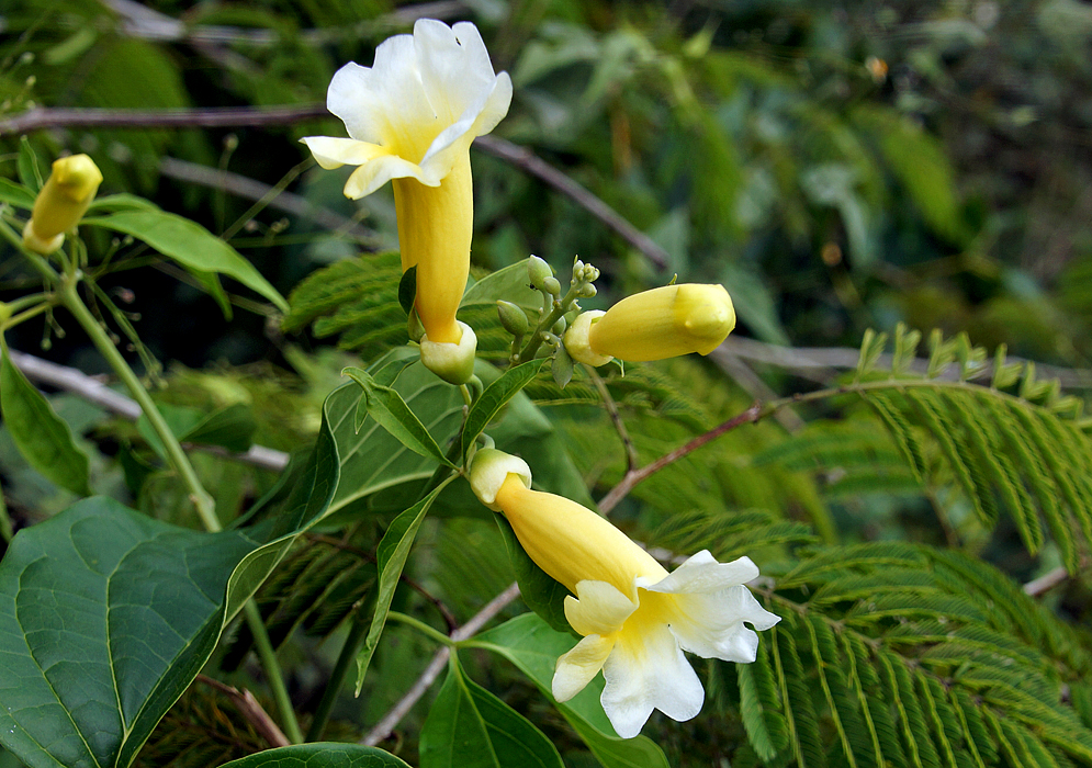 Two yellow trumpet shaped Anemopaegma orbiculatum flowers with white petals and a flower bud