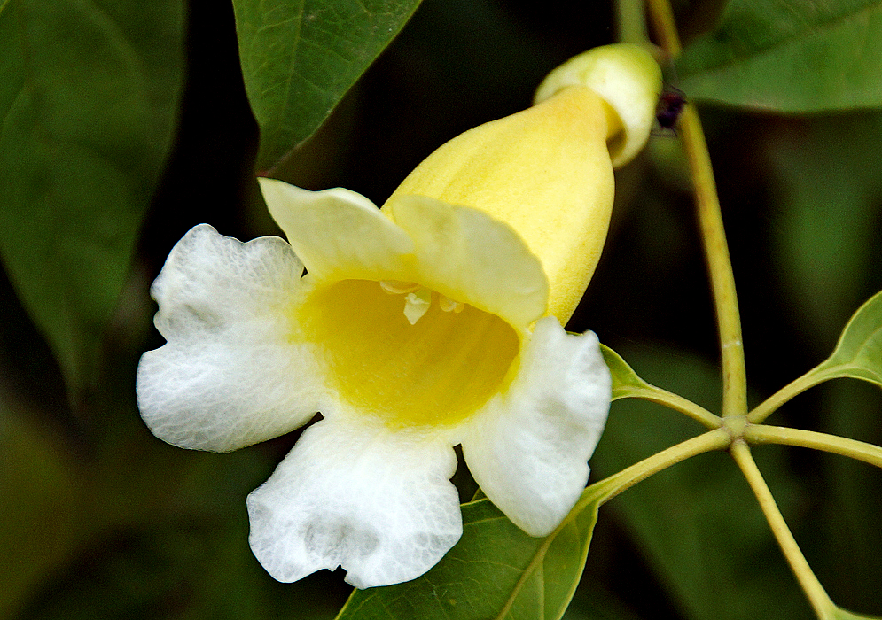 A yellow trumpet shaped Anemopaegma orbiculatum flower with white petals