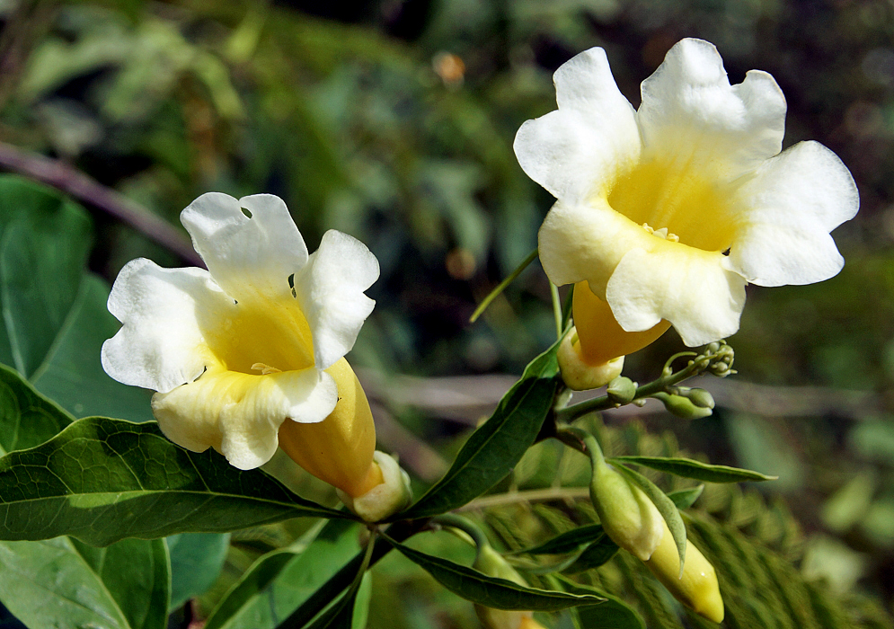 Two yellow trumpet shaped Anemopaegma orbiculatum flowers with white petals in sunlight