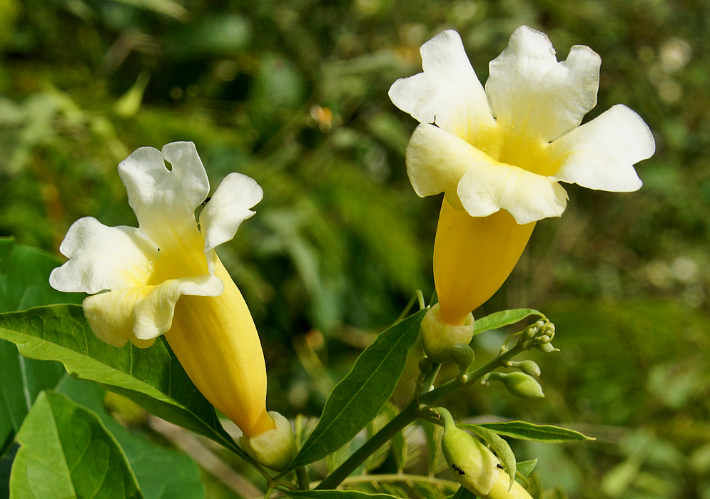 Two yellow trumpet shaped Anemopaegma orbiculatum flowers with white petals
