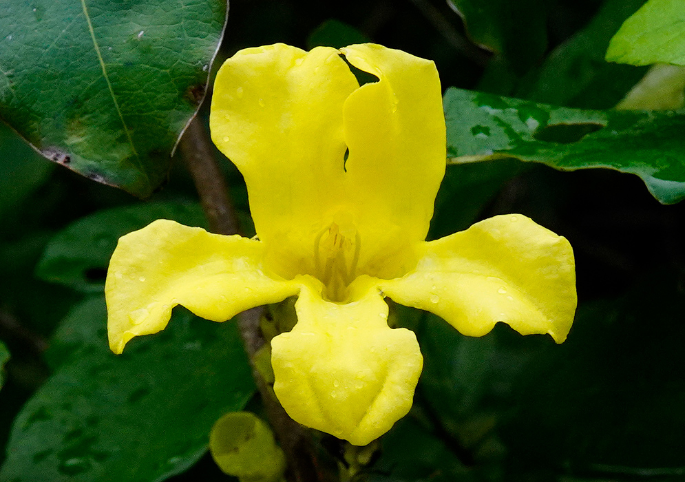 A single Anemopaegma flower with bold yellow petals and flared lobes, slightly ruffled and marked with faint raindrops, opens against dark green leaves