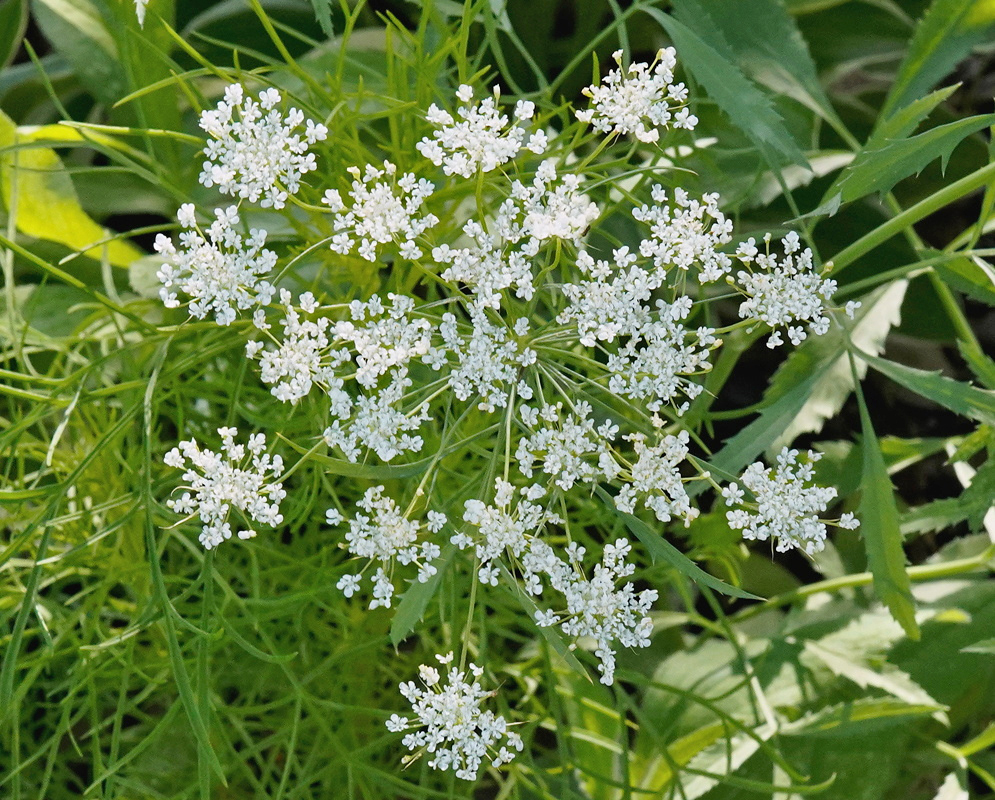 Anethum graveolens bears airy clusters of small white flowers among finely divided leaves