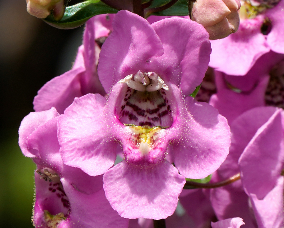 Close-up of a pink angelonia angustifolia flower showing its open tubular shape with curved petals, speckled throat markings, and fine pollen dust on the surface