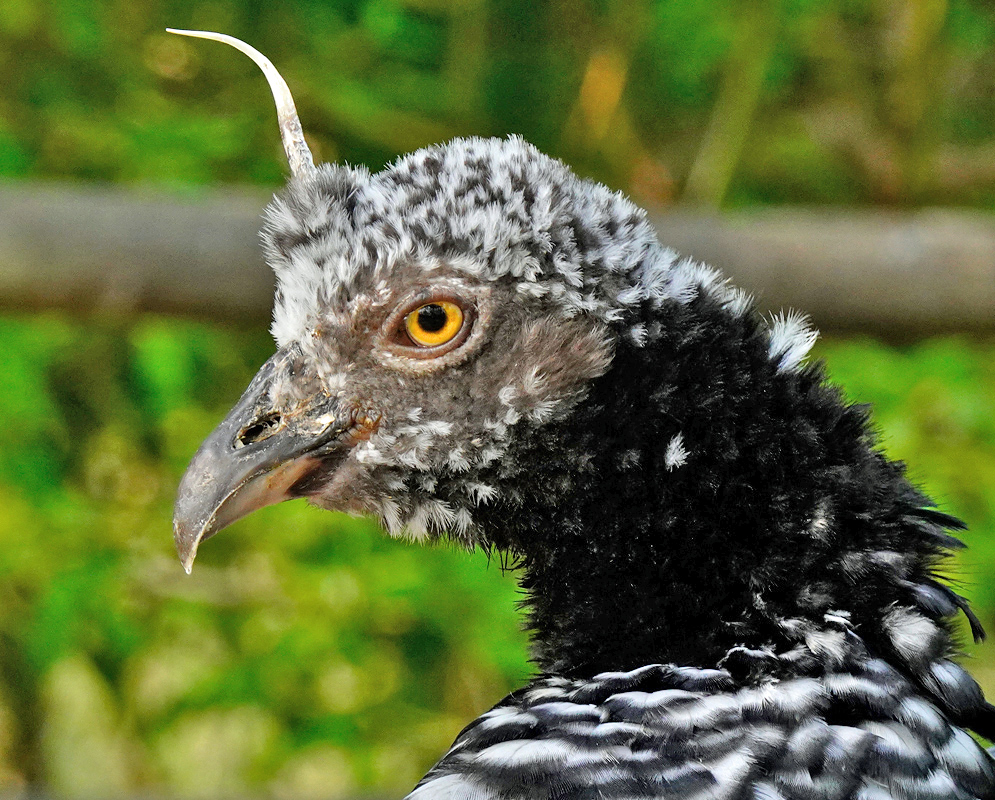 Anhima Cornuta Head Close-up of the Horned Screamer’s head revealing its golden eye, rough-textured beak, and the unique feathered horn rising from its crown