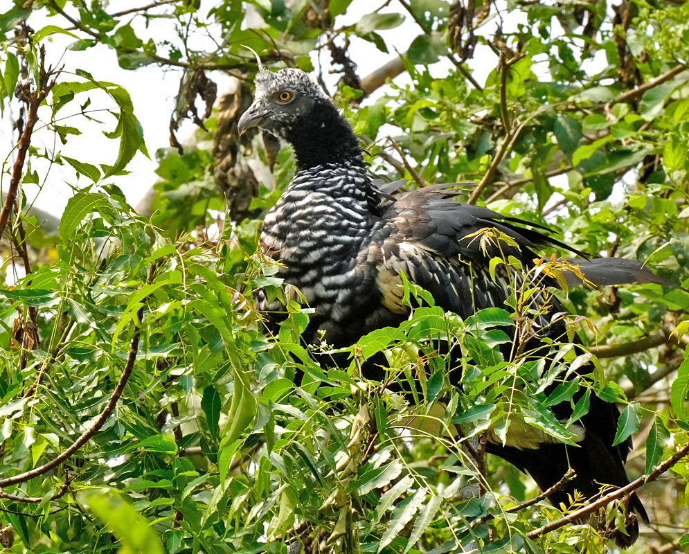 Anhima Cornuta A Horned Screamer camouflaged among dense green foliage, displaying its distinctive black-and-white barred chest, spiky crown, and horn-like projection