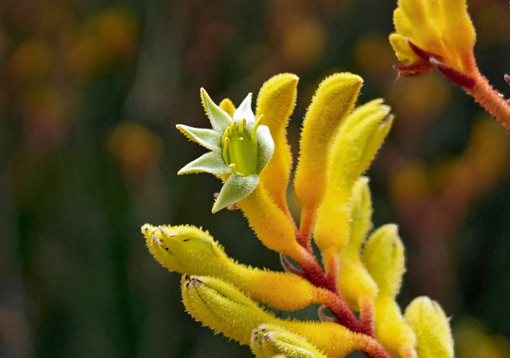 A red stem with hairy yellow buds and a green flower 