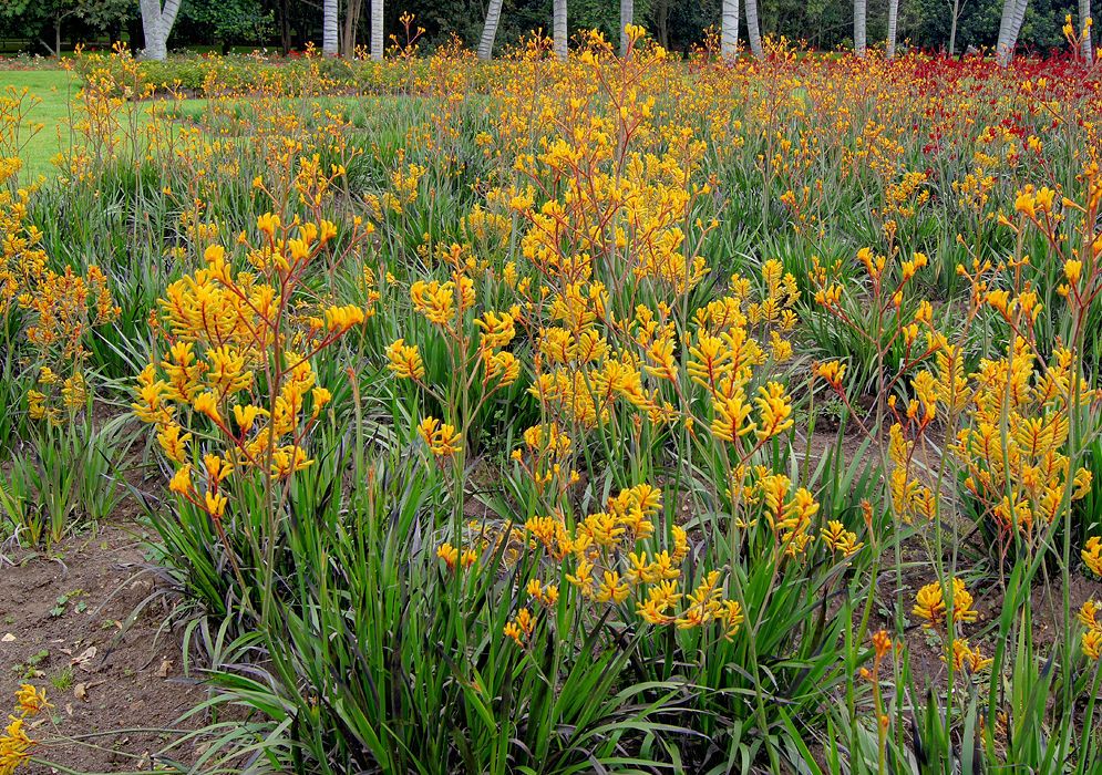 A large patch of yellow anigozanthos flavidus flowers