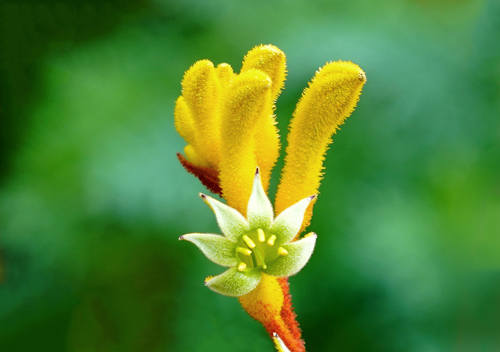 A green Anigozanthos Flavidus flower with a dark green in the throat and yellow stamens and a yellow hairy tube