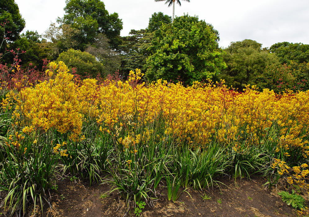 A large bed of bright yellow anigozanthos flavidus flowers