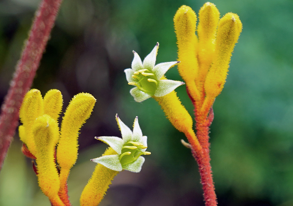 Two green Anigozanthos Flavidus flowers with a dark green in the throat with yellow stamens
