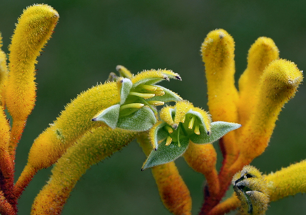 Two green flowers with yellow velvety hairs