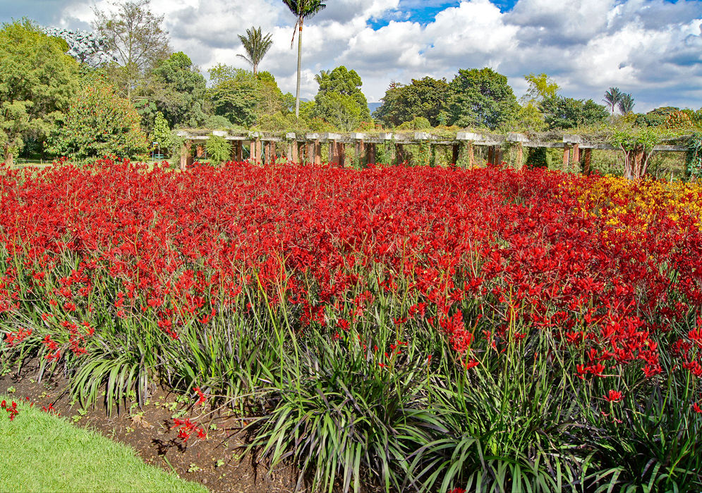A large bed of bright red and some yellow Anigozanthos flowers in front of a long arbor covered in vines