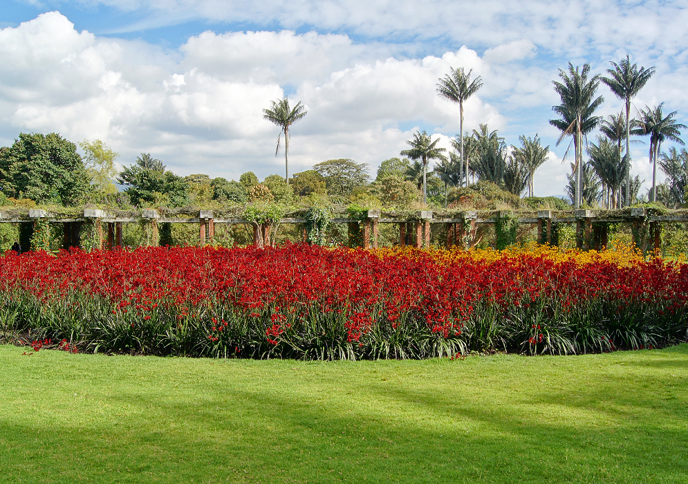 A large round bed of red Kangaroo Paws