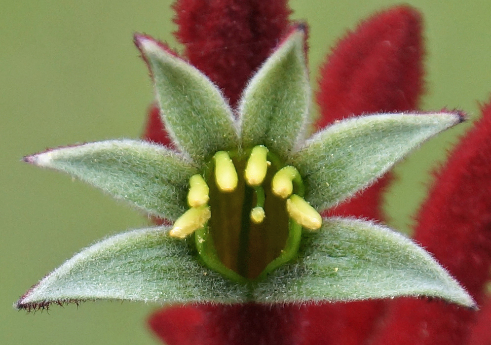 Hairy green Anigozanthos rufus flower with yellow stamens