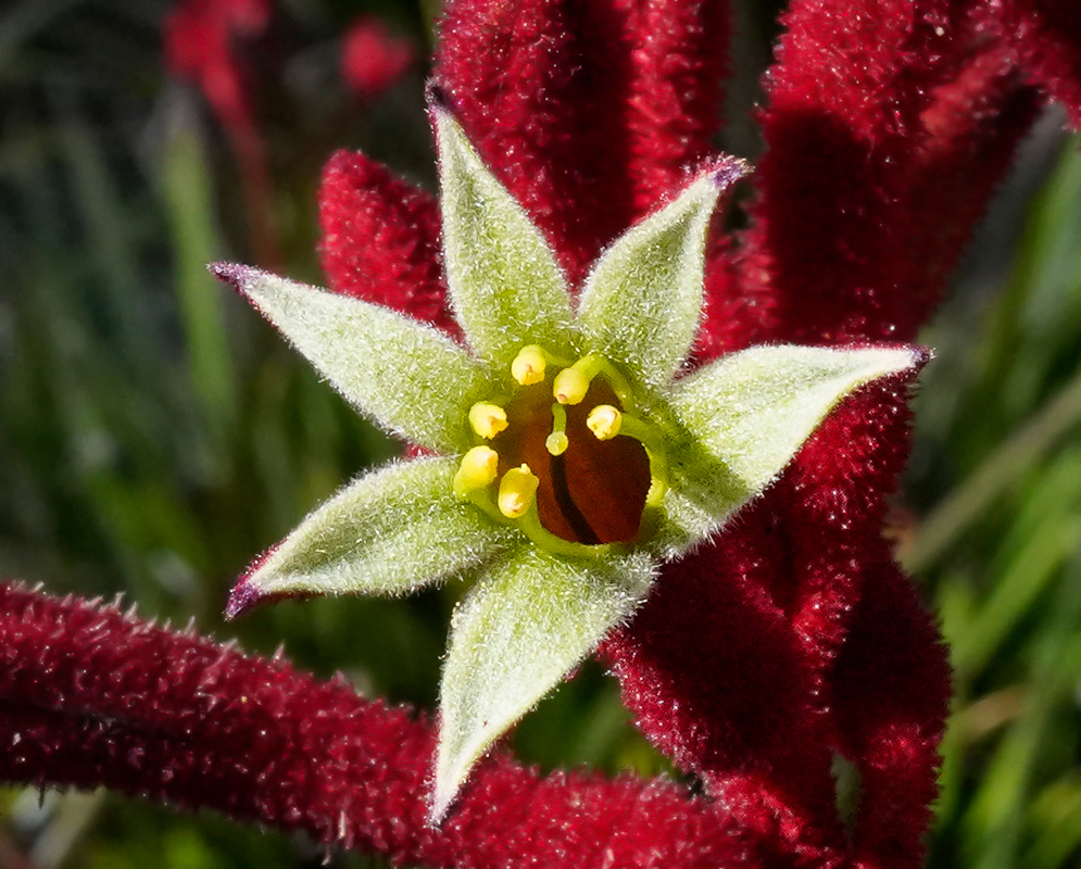 Red velvety Anigozanthos rufus flower shaped like a kangaroo paw