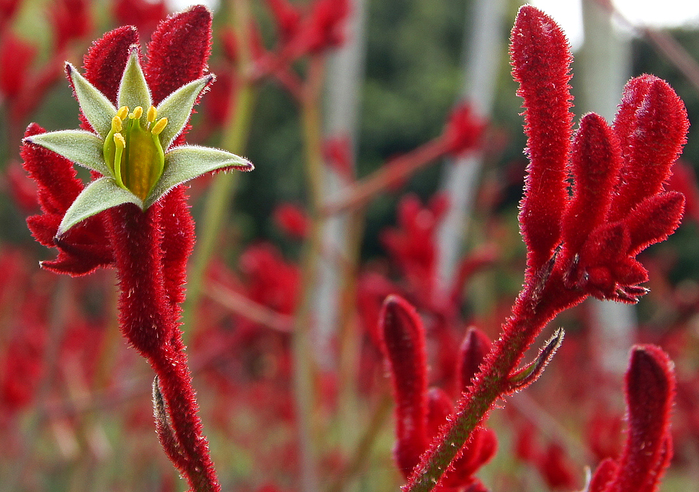 Blazing velvet red Anigozanthos rufus flower buds and one green flower