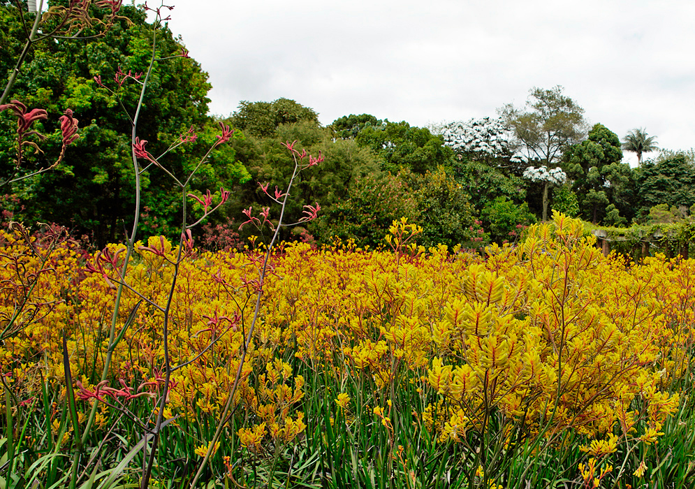 A field of yellow Anigozanthos flavidus