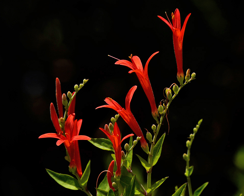 Bright red anisacanthus wrightii tubular flowers with green buds and leaves against a dark blurred background