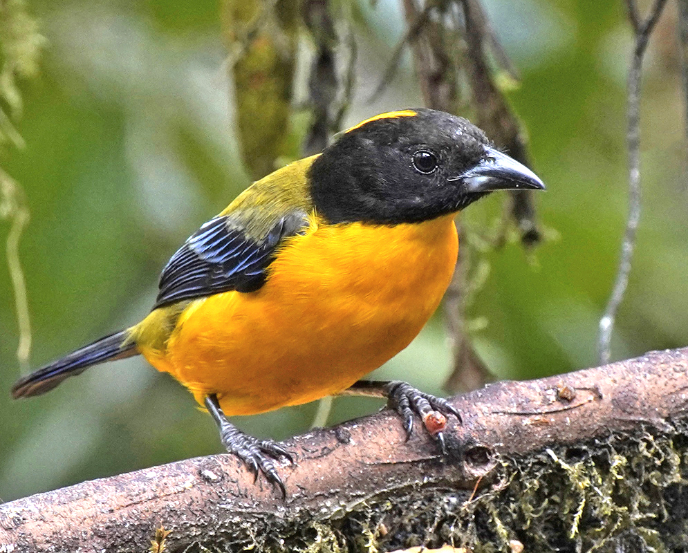 Anisognathus notabilis black head and yellow breast