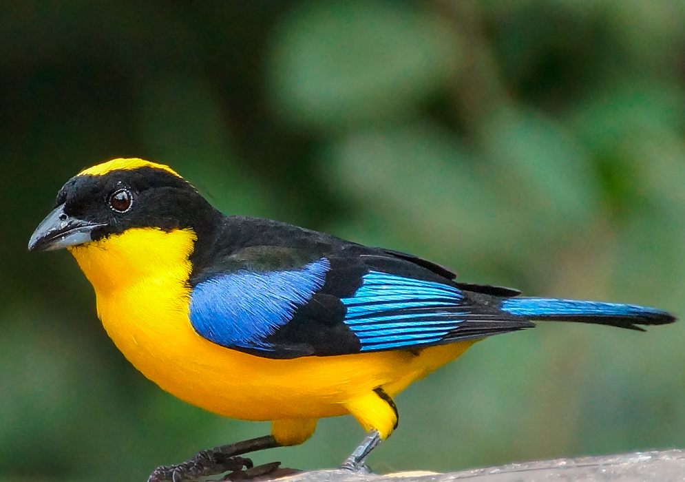 A black-chinned mountain tanager with a yellow breast and blue and black wings on a branch