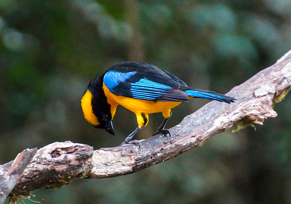 A black-chinned mountain tanager with a yellow breast and blue and black wings on a branch looking down