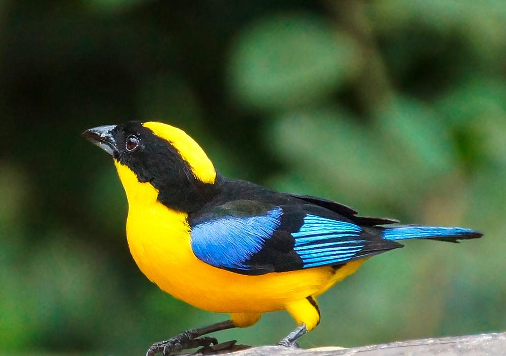 A black-chinned mountain tanager with a yellow breast and blue and black wings