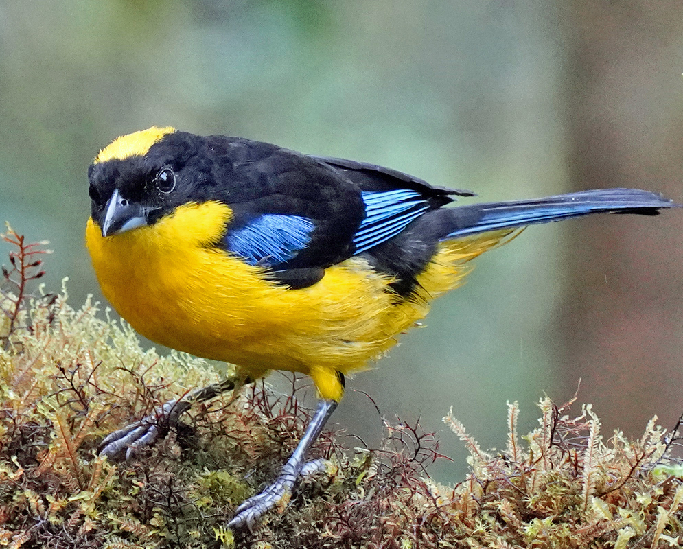 Anisognathus notabilis with black, yellow and blue coloring