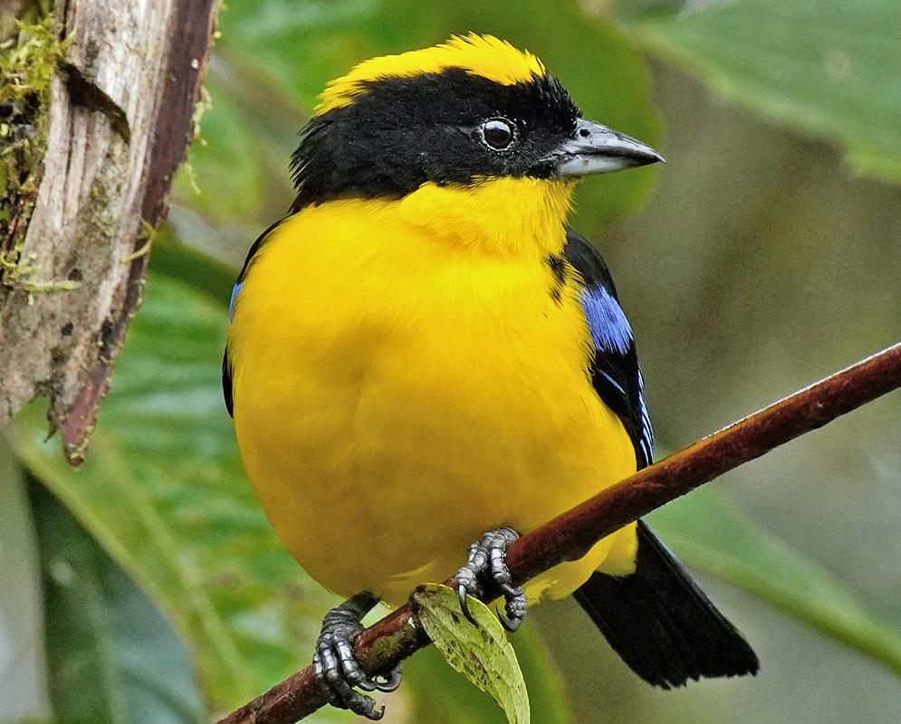 Anisognathus notabilis bright yellow breast