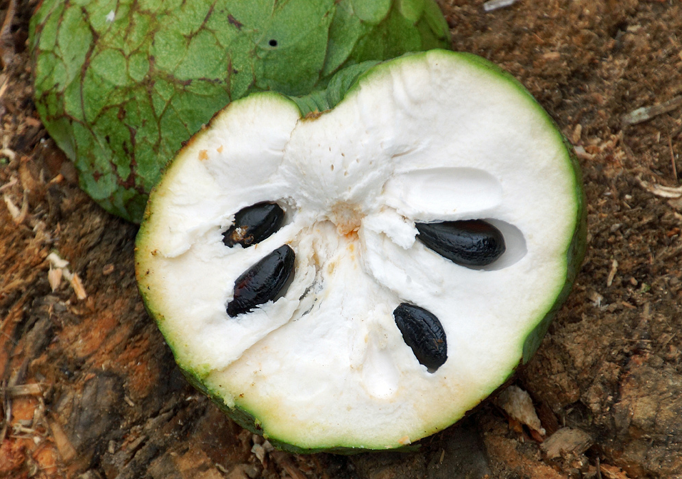 A halved green-skin Annona cherimola fruit exposing white pulp and 4 black seeds