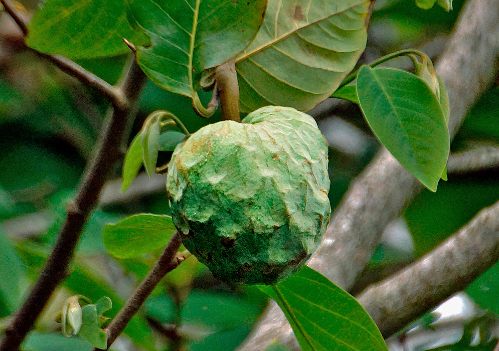 A green Annona cherimola fruit hanging from a tree