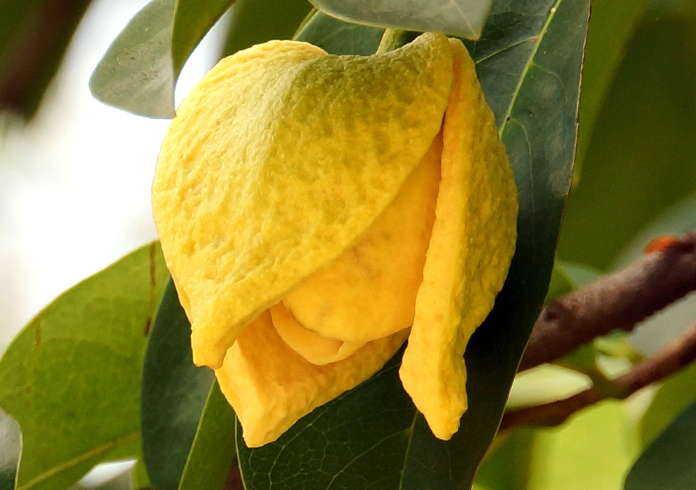 A yellow Annona muricata flower