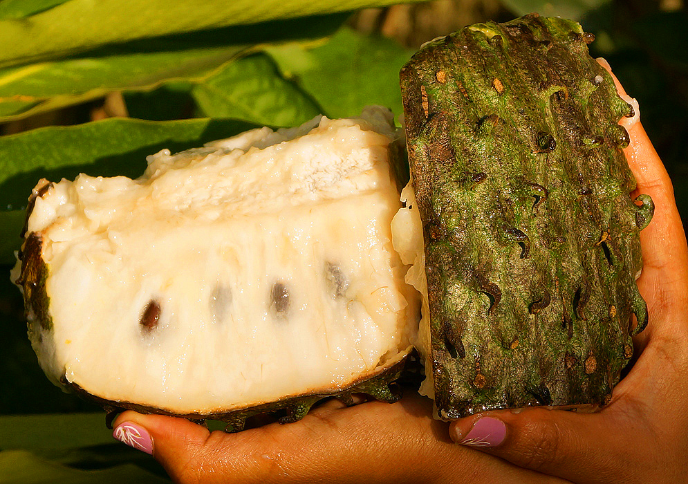 Two cut portions held in hand of an Annona muricata fruit, one showing the green skin and the other the white pulp