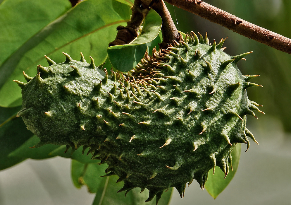 Annona muricata Soursop Fruit Large green Annona muricata soursop fruit covered with soft curved spines and hanging from a sturdy branch