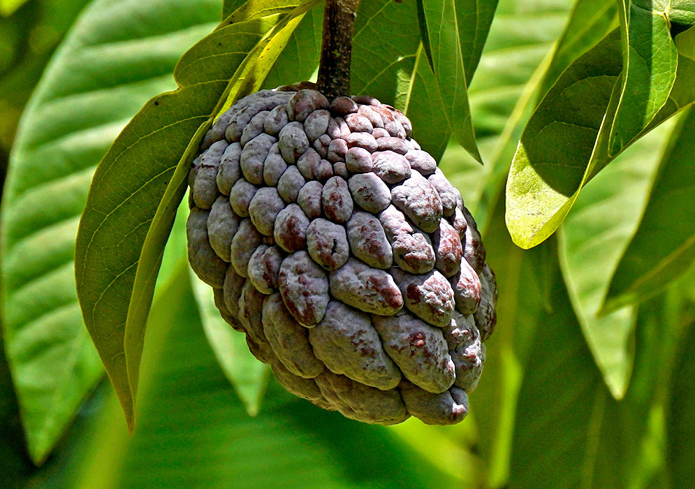 A ripe, knobby fruit of the Annona squamosa hanging from a tree branch, with overlapping purple-green scales and surrounded by large, glossy green leaves