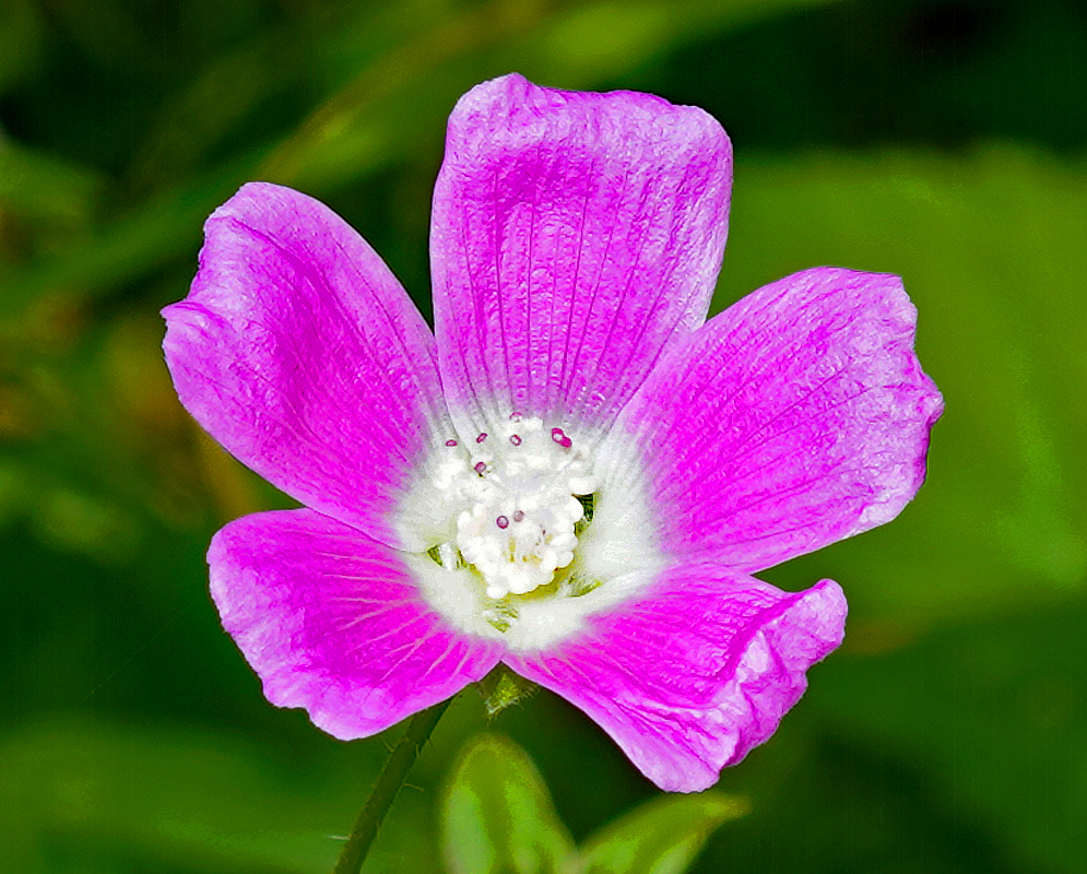 Anoda cristata pink flower with a white center