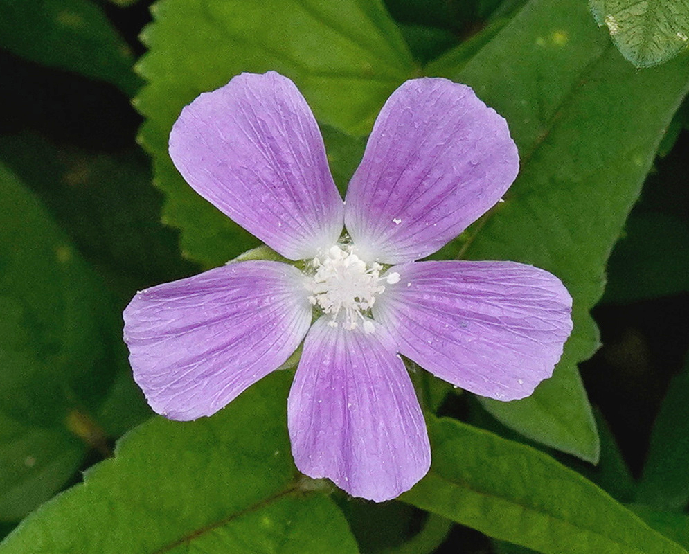 Anoda cristata Five Lavender Flower Petals Anoda cristata has five lavender petals radiating around a pale central column